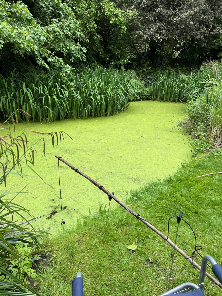Sounds of the Subaquatic in The Royal Parks, London, led by sound artist Emily Peasgood, 2023. A photo of Rangers Lodge Pond in Hyde Park. It is covered in algae bloom. A hydrophone is dangling into the water, from a long birch branch. It looks a bit like fishing.